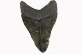 Bargain, Fossil Megalodon Tooth - South Carolina #158911-1